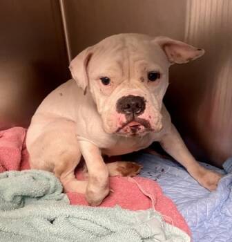 Rescue Mixed Breed Dogs for Adoption in Atlanta, Georgia - Ophelia | PetCurious