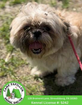 Shih Tzu Dogs Available for Adoption in Stroudsburg, Pennsylvania - Ezekiel | PetCurious