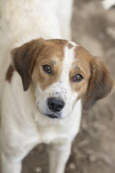 Rescue Pointer and Hound Dogs for Adoption in Calera, Alabama - Waylon | PetCurious