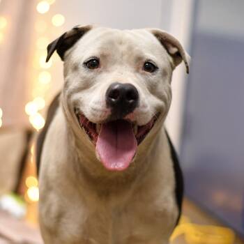 Jacks -  American Bulldog Dog for Adoption in Defuniak Springs, Florida - Jacks | PetCurious