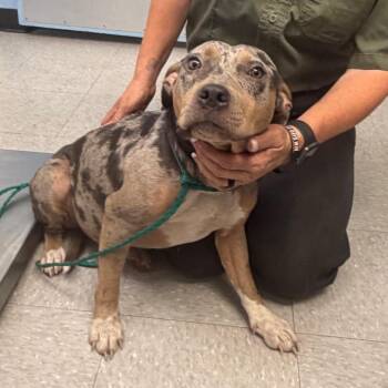 Davis9 26-06-100 -  Catahoula Leopard Dog and American Staffordshire Terrier Dog for Adoption in Bastrop, Texas - Davis9 26-06-100 | PetCurious