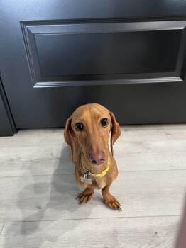 stella - salt lake city -  Dachshund Dog for Adoption in Los Angeles, California - Stella - Salt Lake City | PetCurious