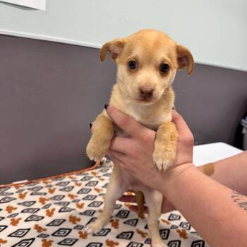 Rudy Rooster -  Maltese Dog for Adoption in Chico, California - Rudy Rooster | PetCurious