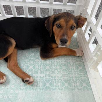 Mixed Breed Dogs Available for Adoption in Wando, South Carolina - Remy | PetCurious