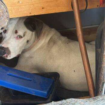 Roxie -  Pit Bull Terrier Dog for Adoption in Okmulgee, Oklahoma - Roxie | PetCurious