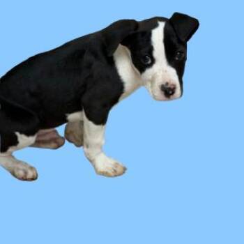 Pit Bull Terrier Dogs Available for Adoption - TUSC-Stray-83385_2 | PetCurious