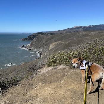 Gus Gus 10113 -  Chihuahua and Mixed Breed Dog for Adoption in San Francisco, California - Gus Gus 10113 | PetCurious