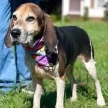 Hazel -  Treeing Walker Coonhound Dog for Adoption in Spring Hill, Tennessee - Hazel | PetCurious