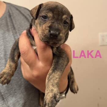 Laka -  Mixed Breed Dog for Adoption in Keaau, Hawaii - Laka | PetCurious