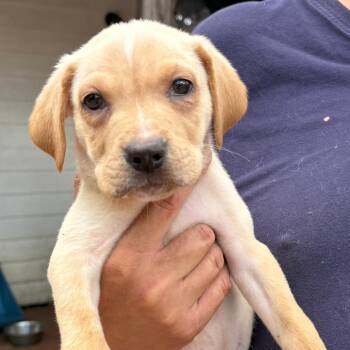 Jason -  Labrador Retriever Dog for Adoption in Spring, Texas - Jason | PetCurious