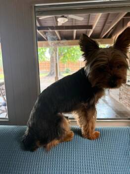 Bear aka Snapper -  Yorkshire Terrier Dog for Adoption in Mustang, Oklahoma - Bear Aka Snapper | PetCurious