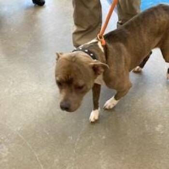 Pit Bull Terrier Dogs Available for Adoption - Betsy | PetCurious