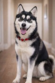 Husky Dogs Available for Adoption in Las Vegas, Nevada - Bowie | PetCurious