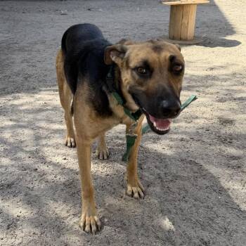German Shepherd Dog and Mixed Breed Dogs Available for Adoption in Thousand Palms, California - RAY | PetCurious