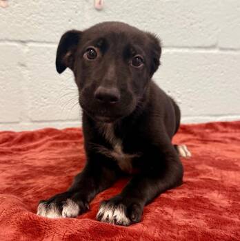 Abyss -  Labrador Retriever and German Shepherd Dog Dog for Adoption in Cape Coral, Florida - Abyss | PetCurious