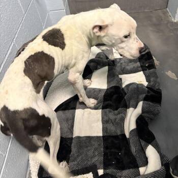 Julio -  Pit Bull Terrier Dog for Adoption in Las Vegas, Nevada - Julio | PetCurious