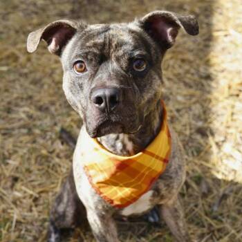 BUSTER BROWN -  American Staffordshire Terrier Dog for Adoption in San Antonio, Texas - BUSTER BROWN | PetCurious