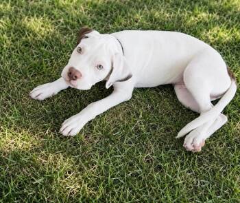 Beldar -  Pit Bull Terrier Dog for Adoption in Colorado Springs, Colorado - Beldar | PetCurious