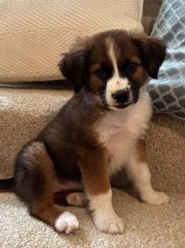 Cocoa -  Australian Shepherd Dog for Adoption in Columbus, Ohio - Cocoa | PetCurious