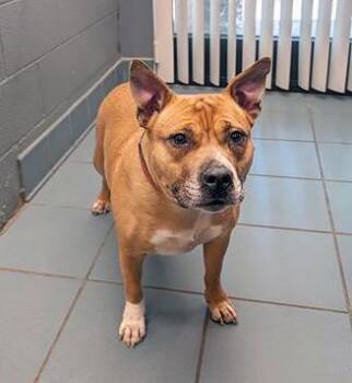 Mixed Breed Dogs Available for Adoption in Nashville, Tennessee - Nala | PetCurious