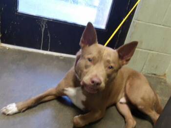 PESMO -  Siberian Husky and Mixed Breed Dog for Adoption in Tulsa, Oklahoma - PESMO | PetCurious