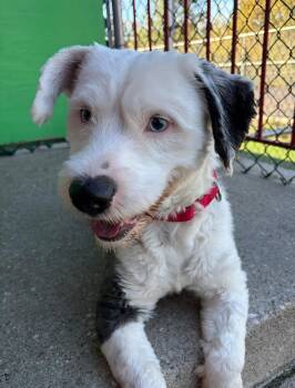Caspian -  Terrier Dog for Adoption in Norwalk, Connecticut - Caspian | PetCurious