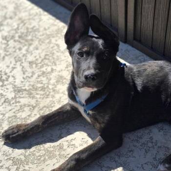 Shepherd and Pit Bull Terrier Dogs Available for Adoption - Alfie  | PetCurious