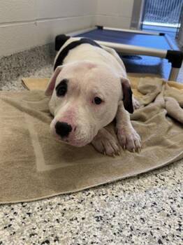 Rescue Pit Bull Terrier Dogs for Adoption in Canfield, Ohio - BART | PetCurious