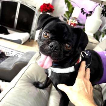 Rescue Pug Dogs for Adoption in Alvin, Texas - Egan | PetCurious