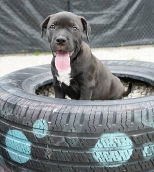 Pit Bull Terrier and Mixed Breed Dogs Available for Adoption - Sugar Loaf | PetCurious