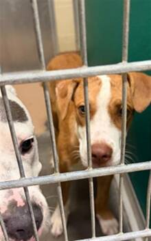 REED -  Pointer Dog for Adoption in Texas City, Texas - REED | PetCurious