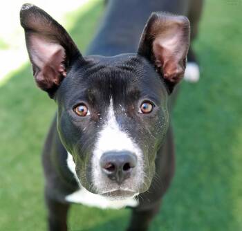 Rescue Mixed Breed Dogs for Adoption in Nashville, Tennessee - Snail | PetCurious