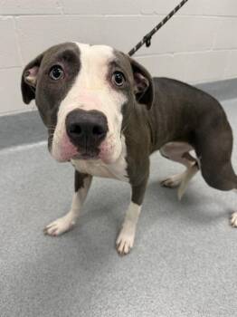 WINNIE -  Pit Bull Terrier Dog for Adoption in Indianapolis, Indiana - WINNIE | PetCurious