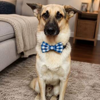 SAM GS -  German Shepherd Dog Dog for Adoption in Lucas, Texas - SAM GS | PetCurious
