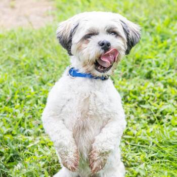 Dallas -  Shih Tzu and Bichon Frise Dog for Adoption in Wilmington, Delaware - Dallas | PetCurious