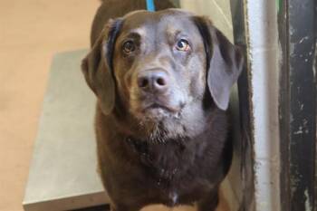 LILO -  Mixed Breed Dog for Adoption in Columbia, South Carolina - LILO | PetCurious