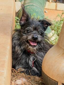 Pepe -  Chorkie Dog for Adoption in Marble Falls, Texas - Pepe | PetCurious