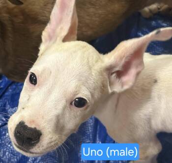 Uno -  Border Collie Dog for Adoption in Center Square, Pennsylvania - Uno | PetCurious