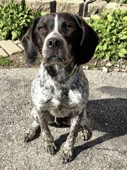 Bluetick Coonhound and Beagle Dogs Available for Adoption - Tupelo | PetCurious