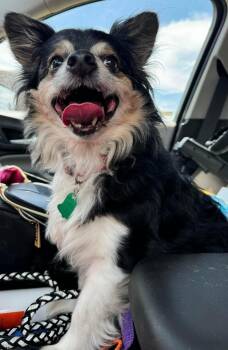 Rescue Chihuahua Dogs for Adoption in Troy, Alabama - Ron Jon | PetCurious