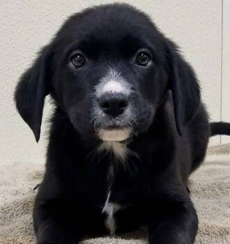 July -  Mixed Breed Dog for Adoption in Groveland, Massachusetts - July | PetCurious