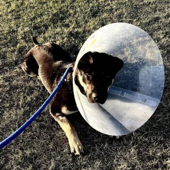 Shepherd and Mixed Breed Dogs Available for Adoption in Fargo, North Dakota - Ravioli | PetCurious
