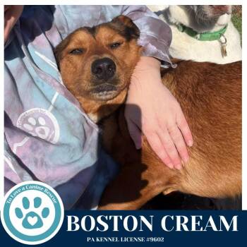 Corgi Dogs Available for Adoption - Boston Creme 031426 | PetCurious