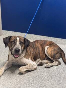 SCOOBY -  Pit Bull Terrier and Mixed Breed Dog for Adoption in Pasadena, Texas - SCOOBY | PetCurious