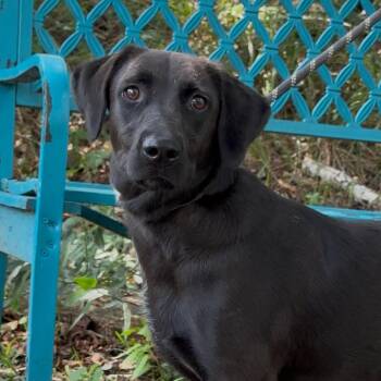 Maggie -  Black Labrador Retriever Dog for Adoption in Riverwoods, Illinois - Maggie | PetCurious