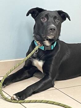 Rescue Mixed Breed Dogs for Adoption in Hampton, Virginia - Ozzy | PetCurious