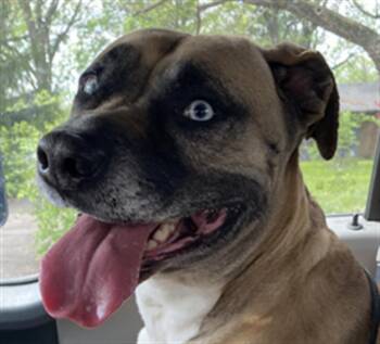 Siberian Husky and Pit Bull Terrier Dogs Available for Adoption in Indianapolis, Indiana - BRIGHT | PetCurious