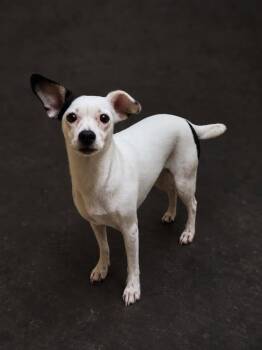 Tova -  Mixed Breed Dog for Adoption in Ocala, Florida - Tova | PetCurious