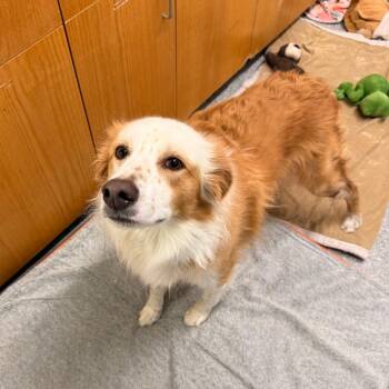 Velvet -  Mixed Breed Dog for Adoption in Durango, Colorado - Velvet | PetCurious