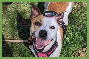 Nutmeg -  Jack Russell Terrier and Pit Bull Terrier Dog for Adoption in Amherst, Massachusetts - Nutmeg | PetCurious
